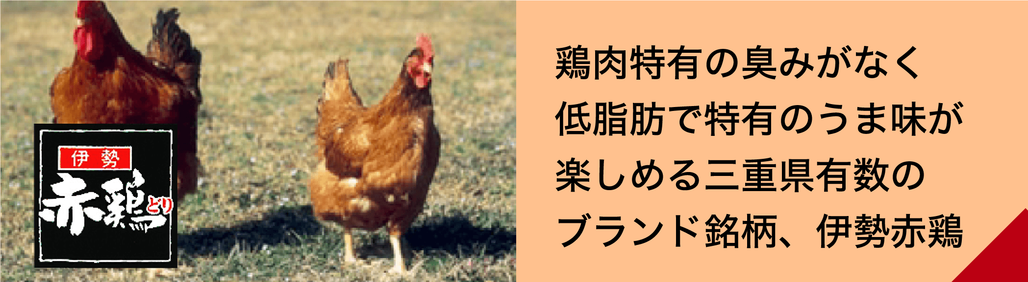 鶏肉特有の臭みがなく低脂肪で特有のうま味が楽しめる三重県有数のブランド銘柄、伊勢赤鶏